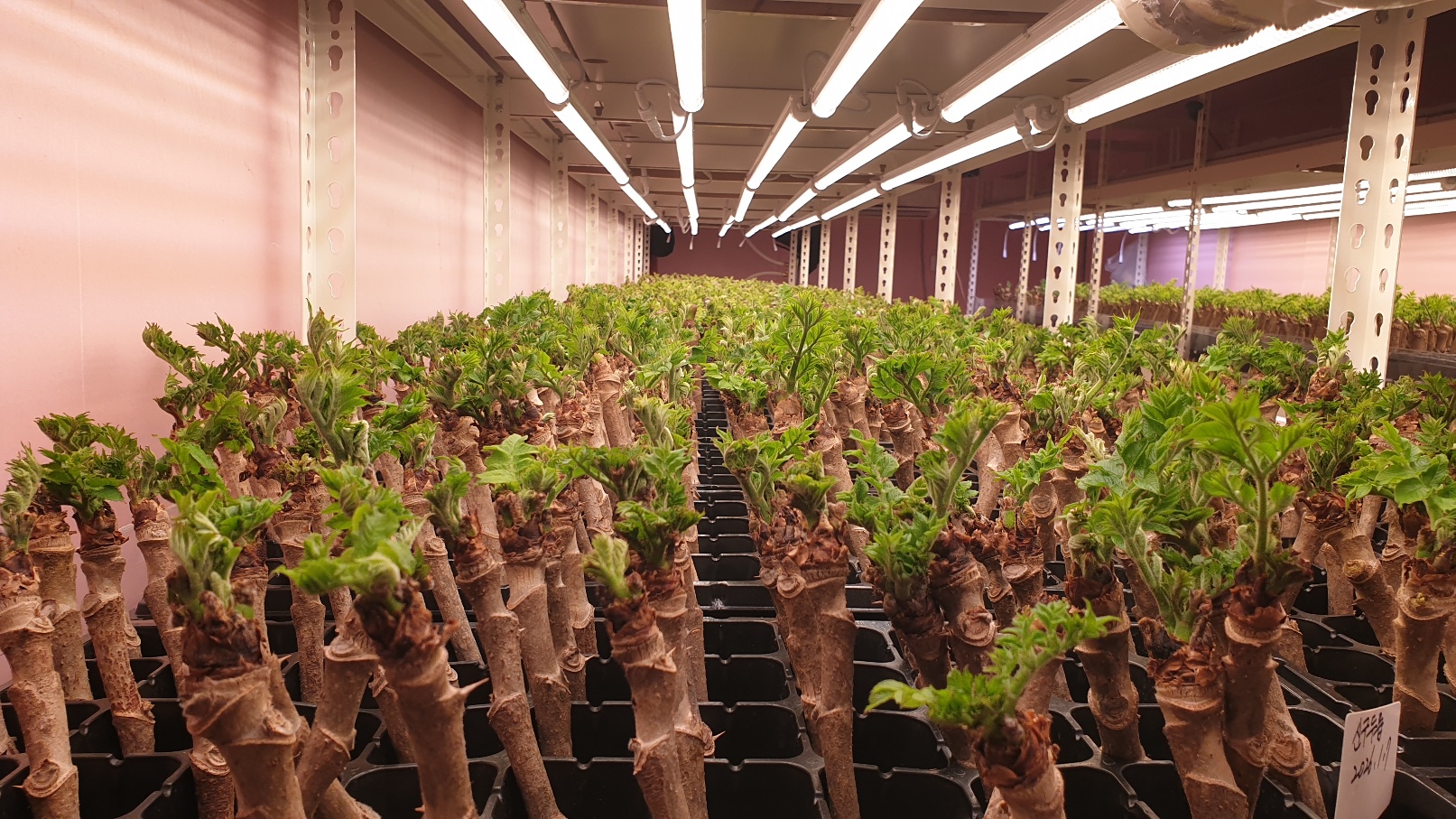 식물공장 - 두릅